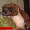 Щенки от пары Брайн х Ютера
